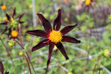 Dahlia 'Verrone's Obsidian'