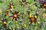 Dahlia 'Verrone's Obsidian'