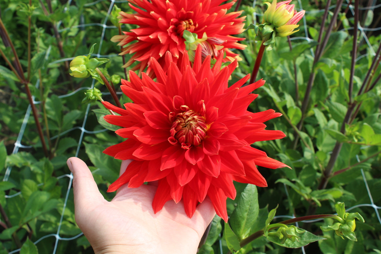 Dahlia 'Vulcan'