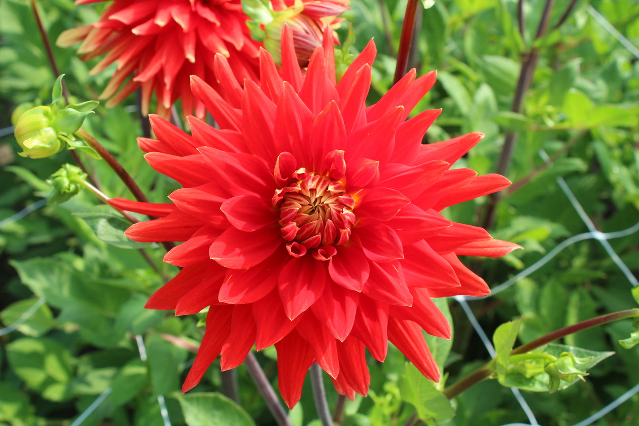 Dahlia 'Vulcan'