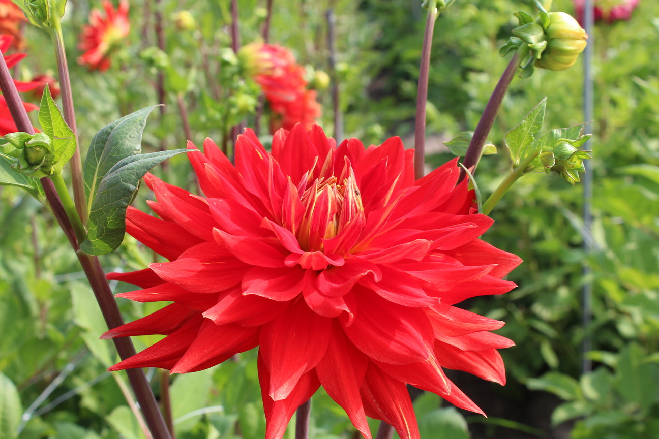 Dahlia 'Vulcan'