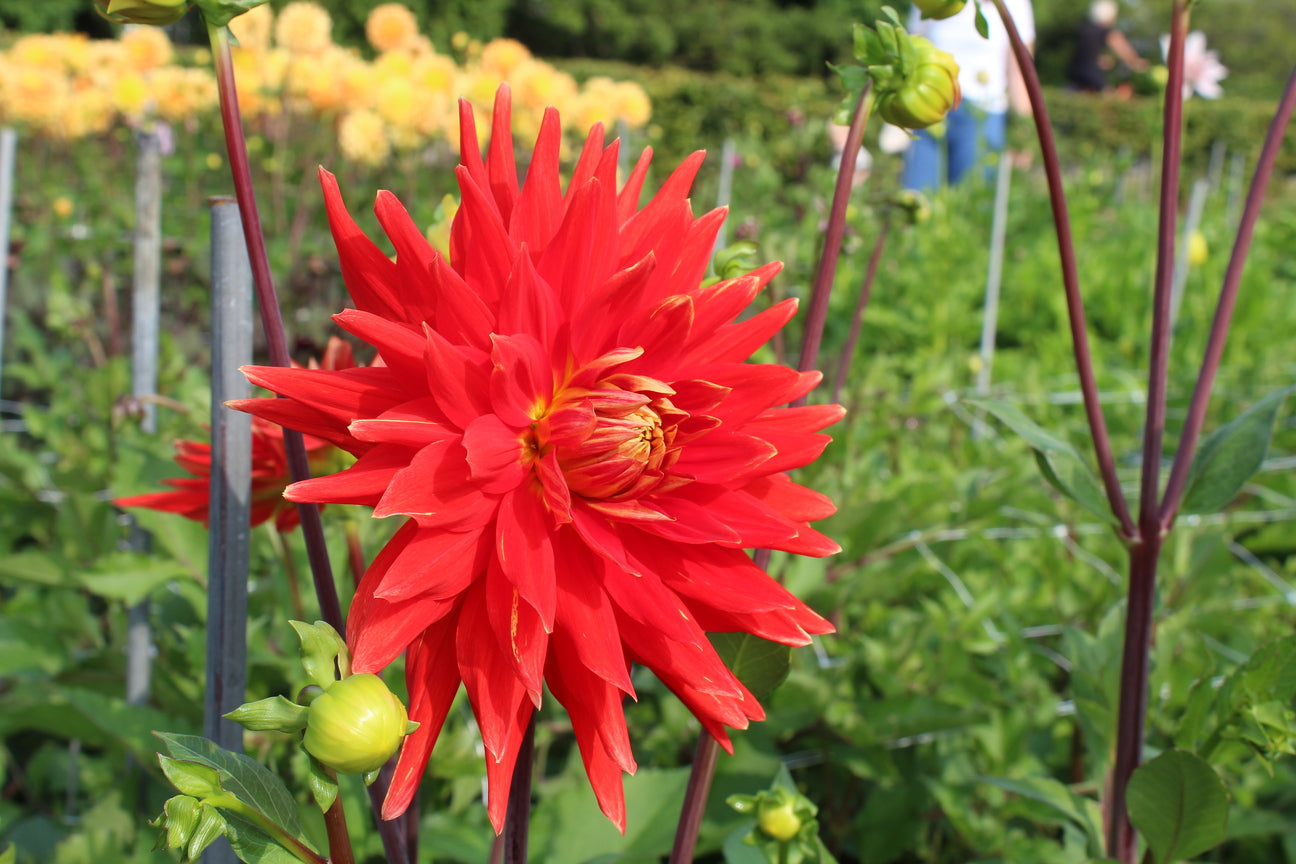 Dahlia 'Vulcan'