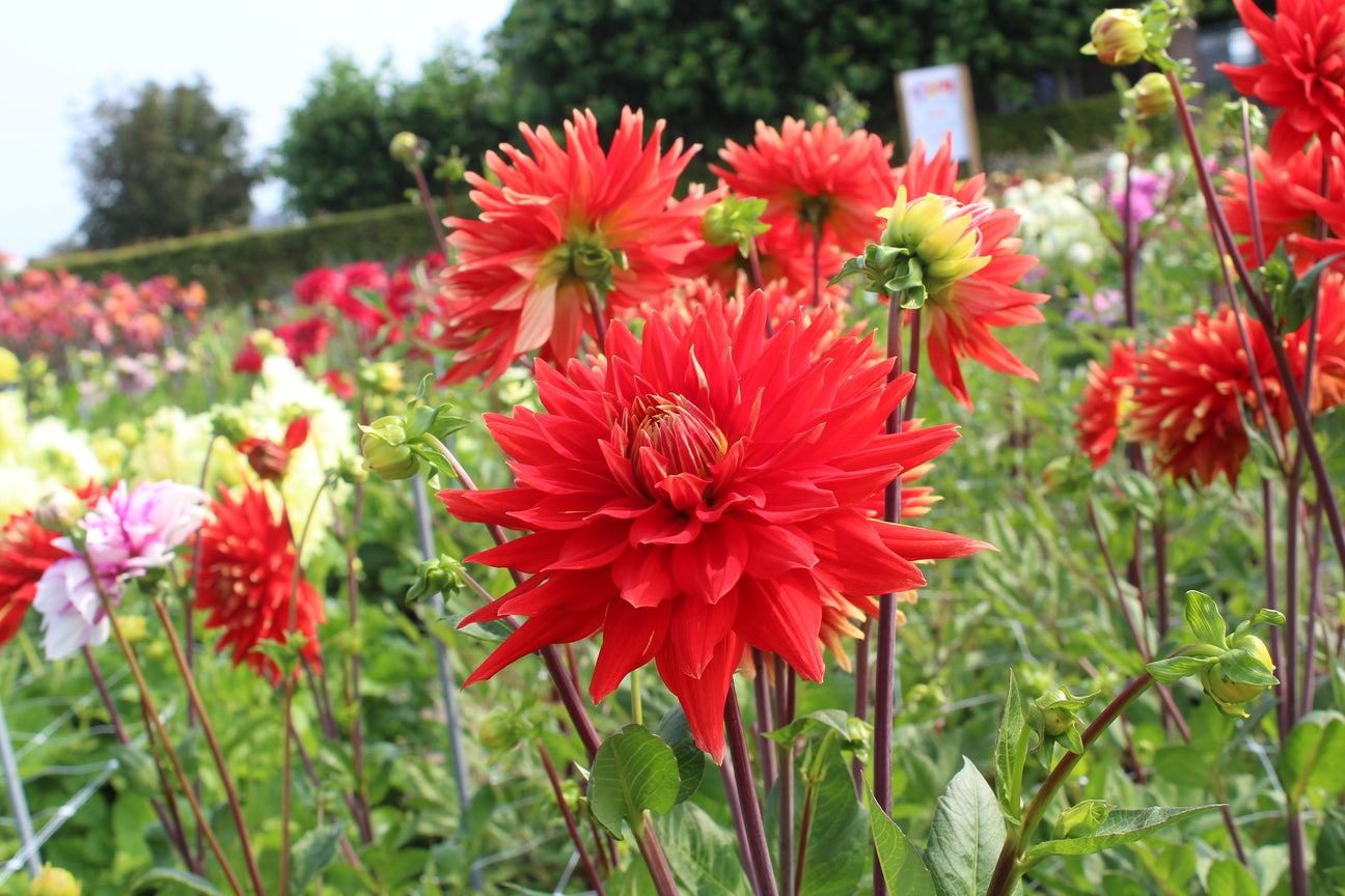 Dahlia 'Vulcan'