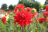 Dahlia 'Vulcan'