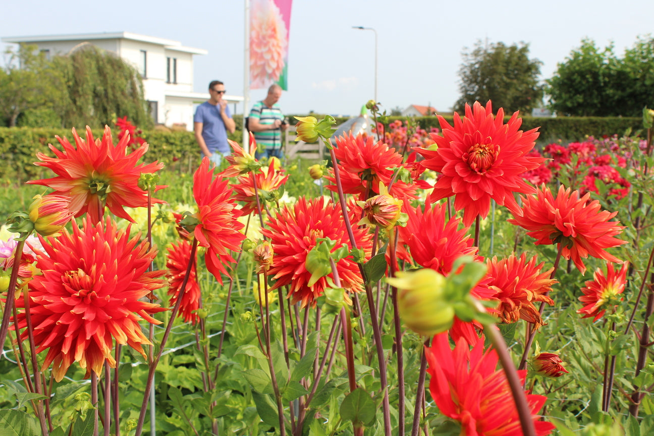 Dahlia 'Vulcan'