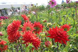 Dahlia 'Vulcan'