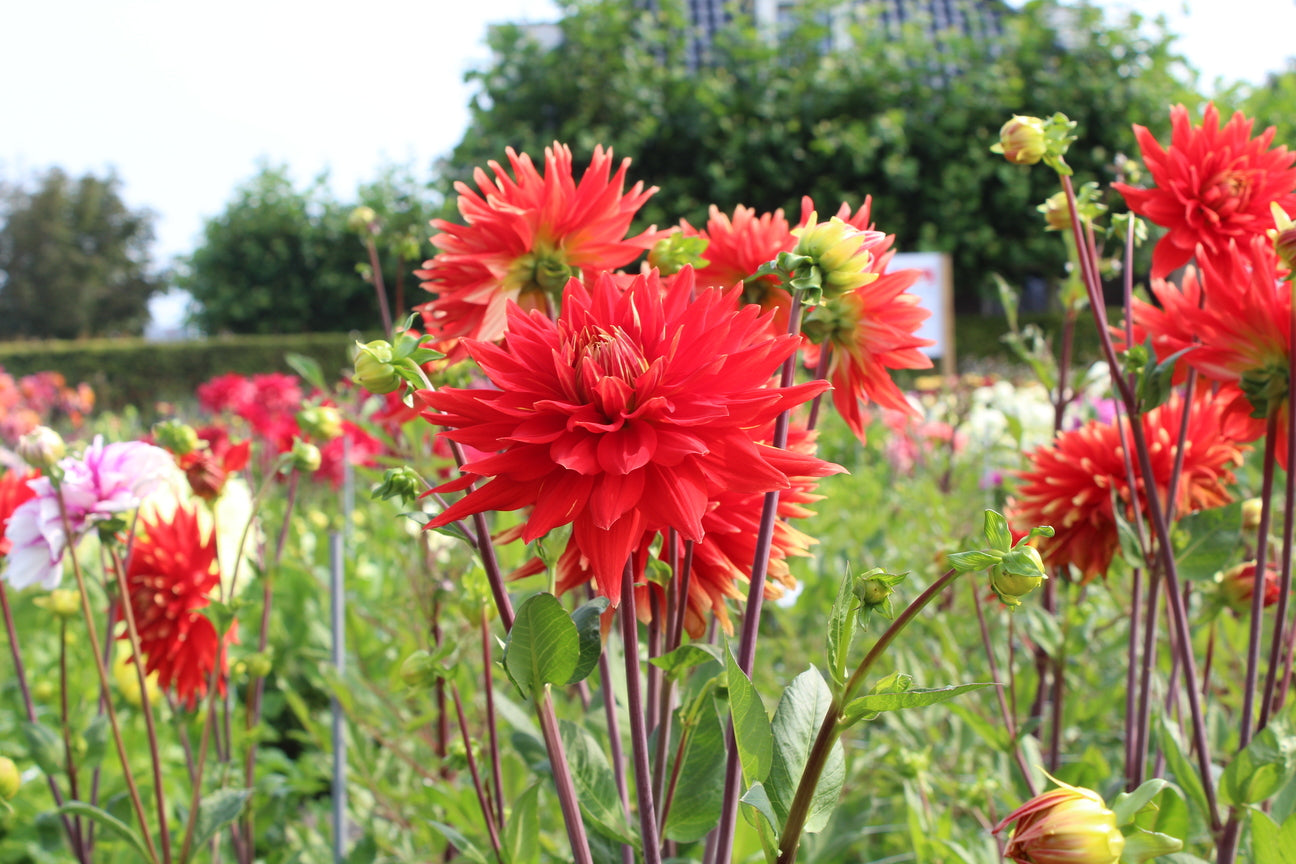 Dahlia 'Vulcan'