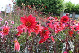 Dahlia 'Waltzing Mathilda'