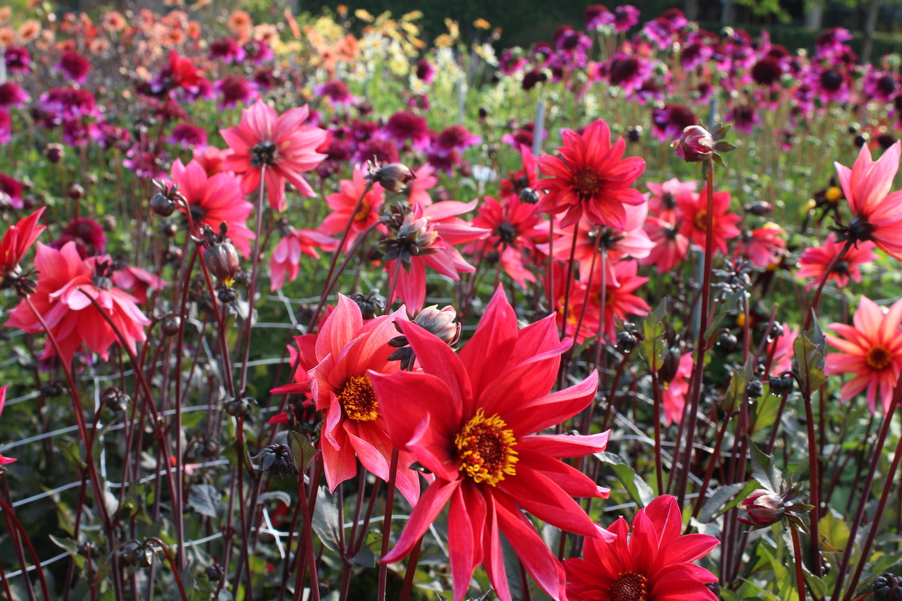 Dahlia 'Waltzing Mathilda'