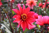 Dahlia 'Waltzing Mathilda'