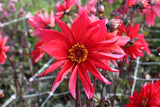 Dahlia 'Waltzing Mathilda'