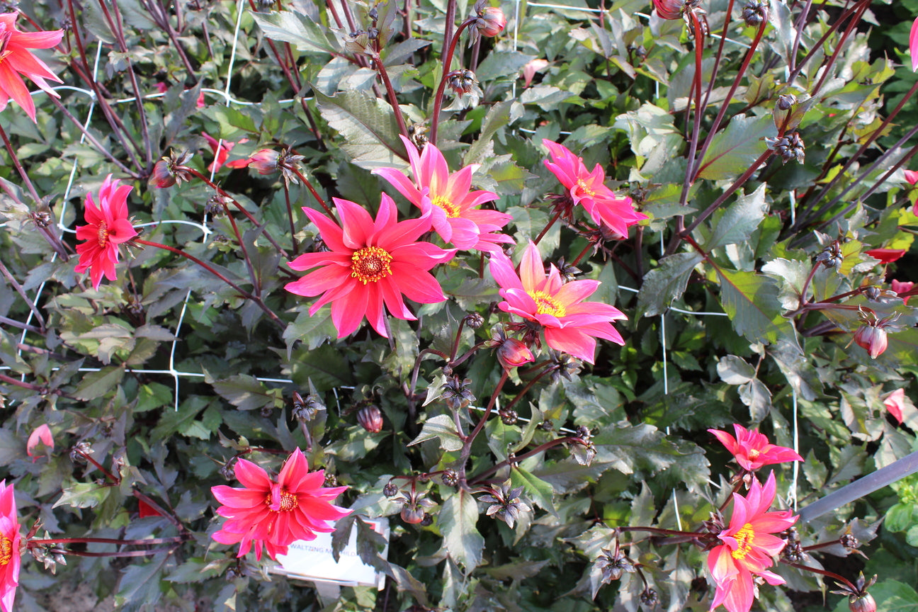 Dahlia 'Waltzing Mathilda'