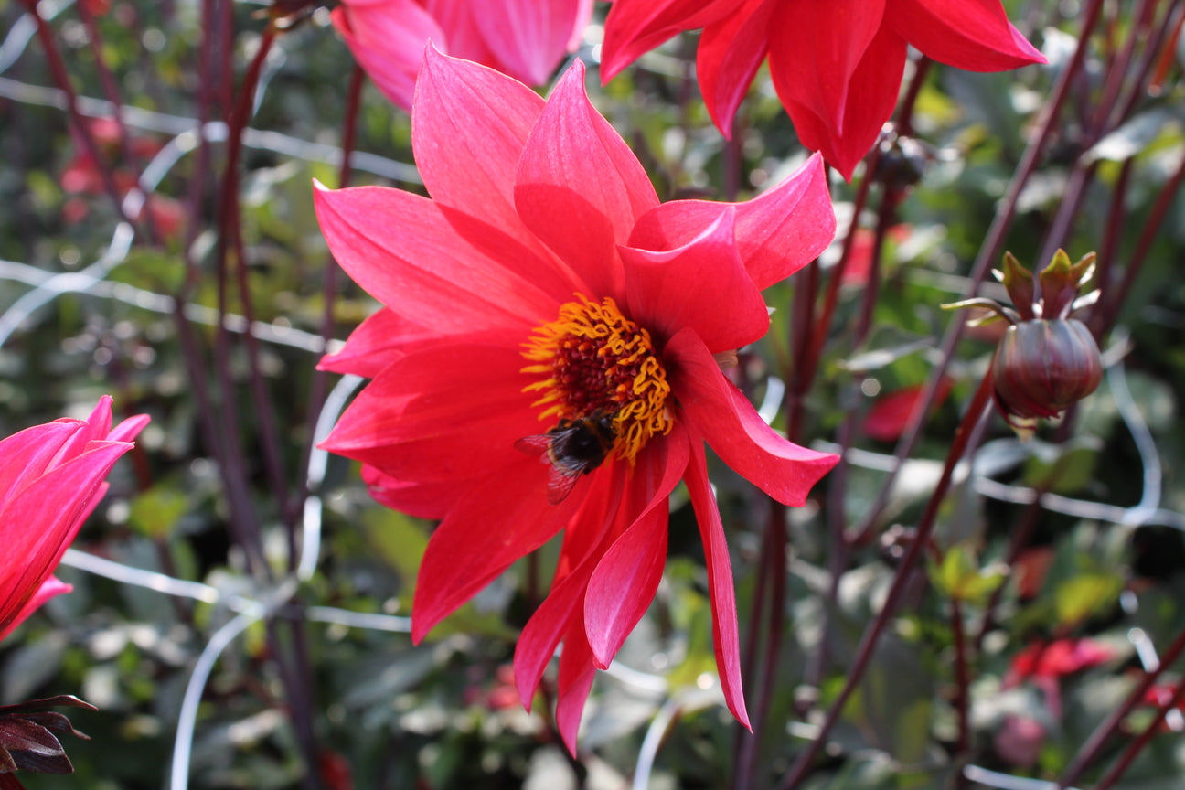 Dahlia 'Waltzing Mathilda'