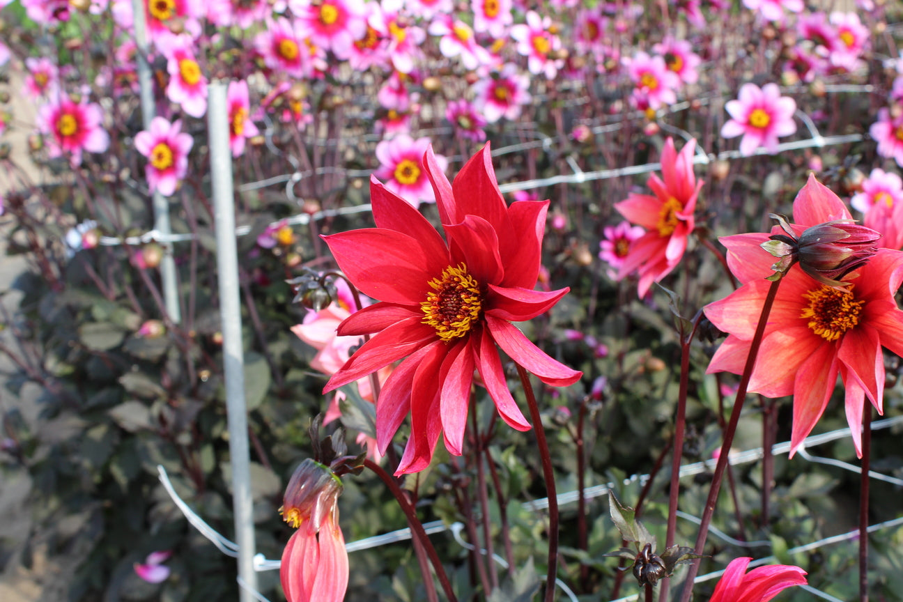 Dahlia 'Waltzing Mathilda'