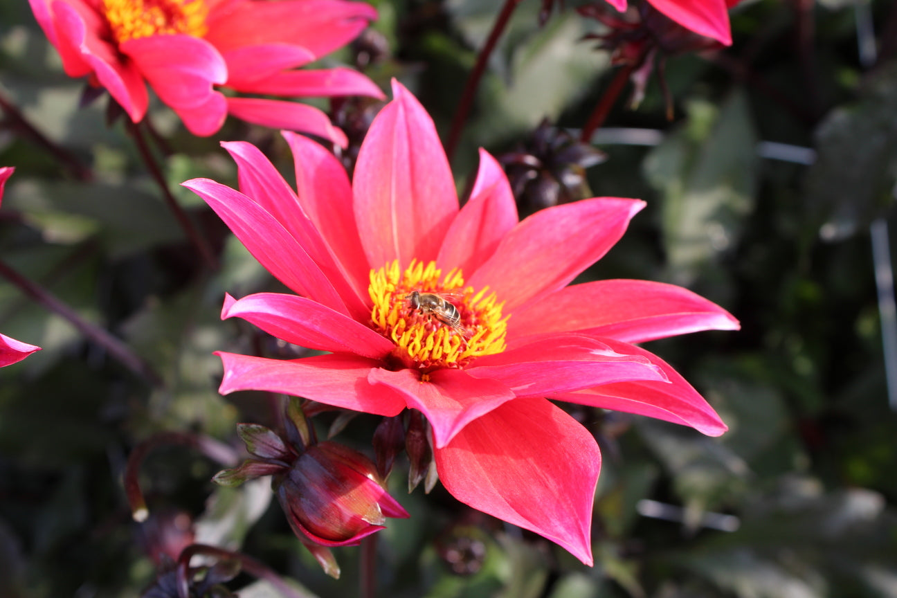 Dahlia 'Waltzing Mathilda'