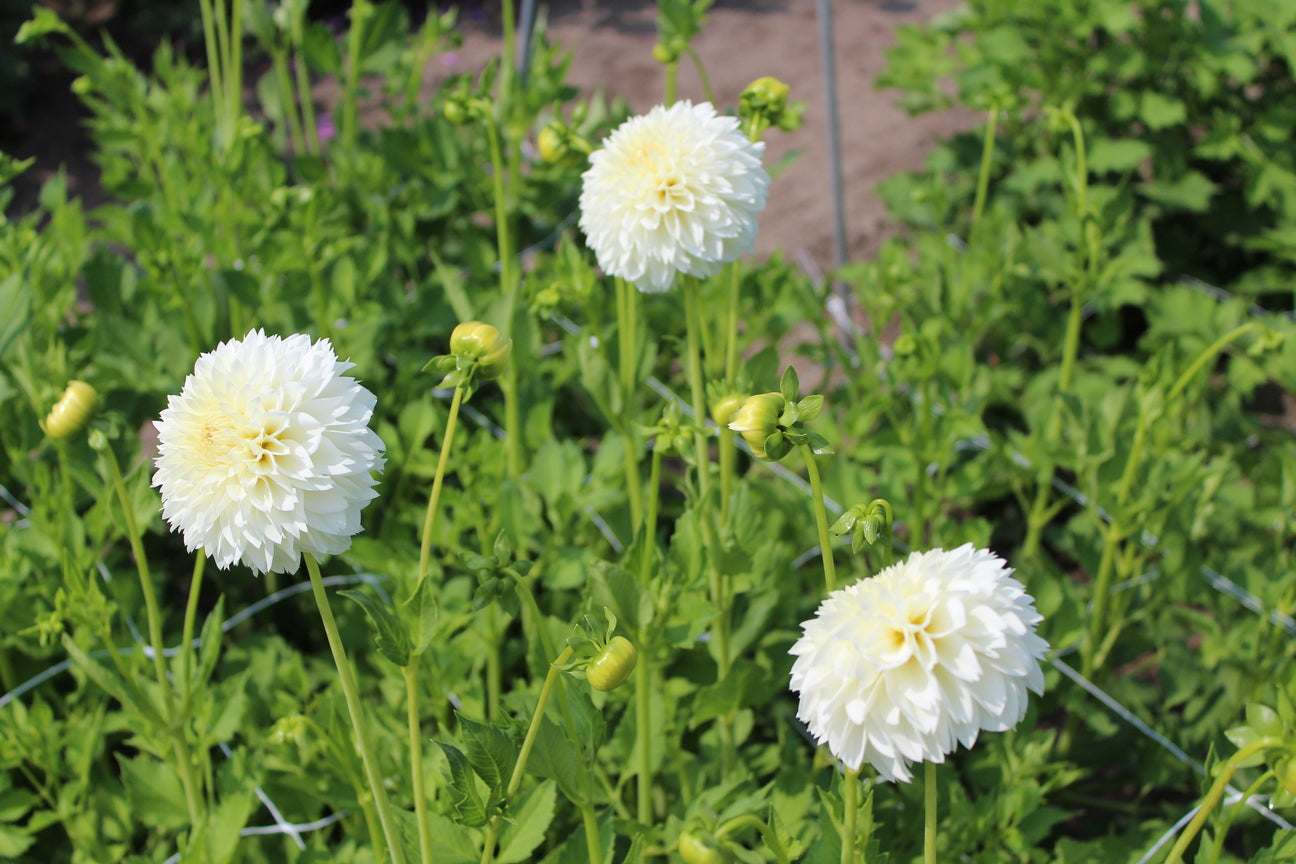 Dahlia 'White Aster'