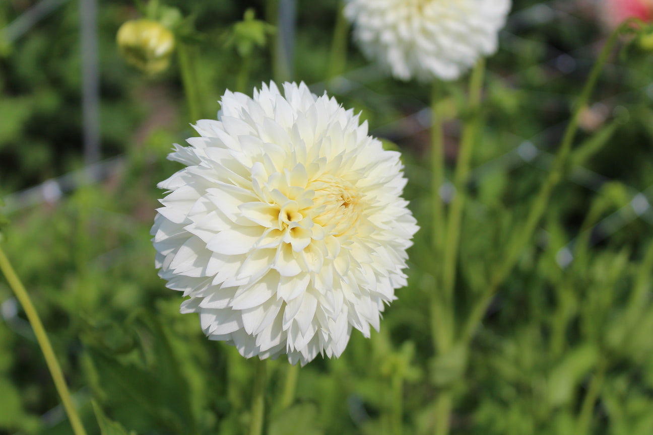 Dahlia 'White Aster'