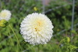 Dahlia 'White Aster'