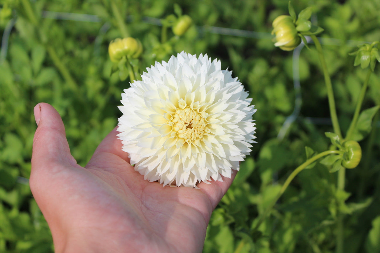 Dahlia 'White Aster'