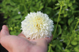 Dahlia 'White Aster'