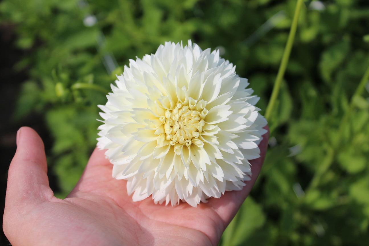 Dahlia 'White Aster'