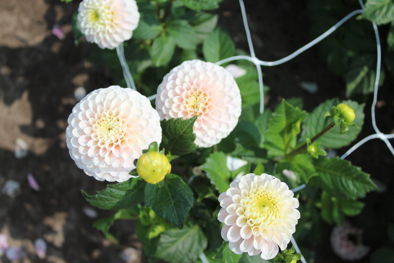 Dahlia 'Wizard of Lightening'