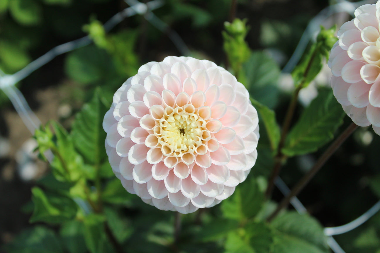 Dahlia 'Wizard of Lightening'