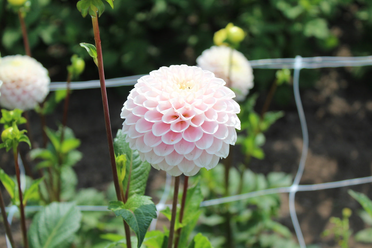 Dahlia 'Wizard of Lightening'