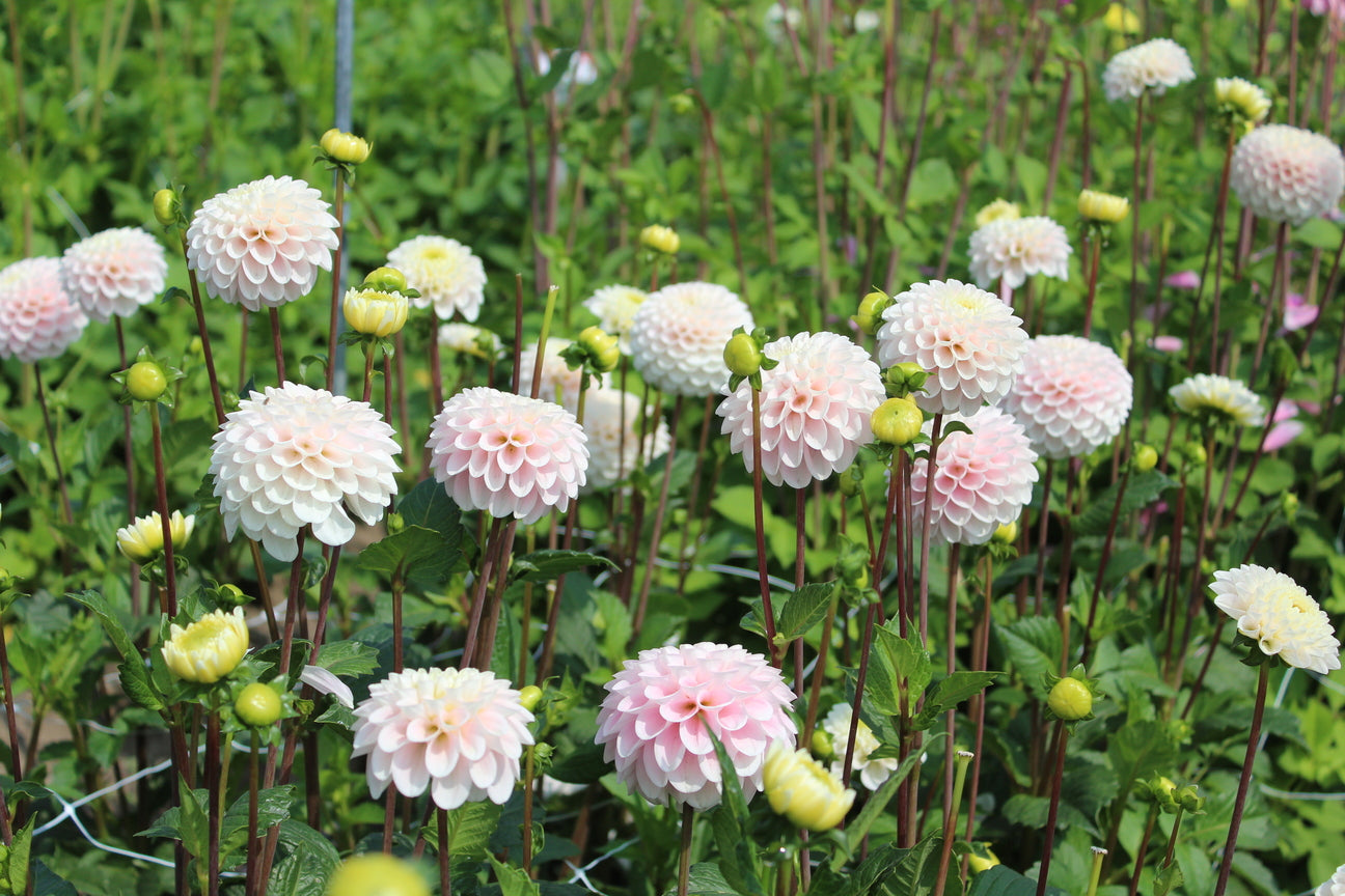 Dahlia 'Wizard of Lightening'