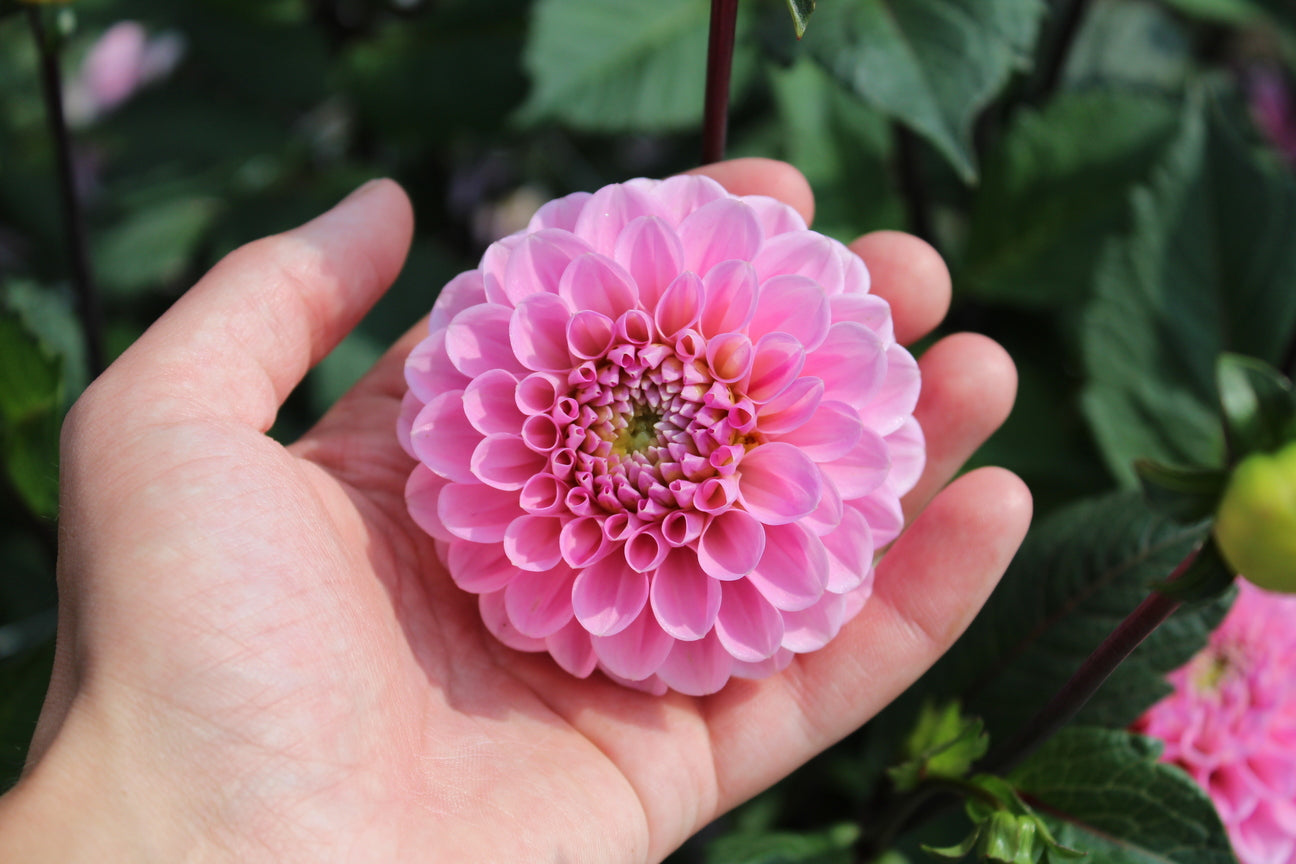 Dahlia 'Wizard of Oz'