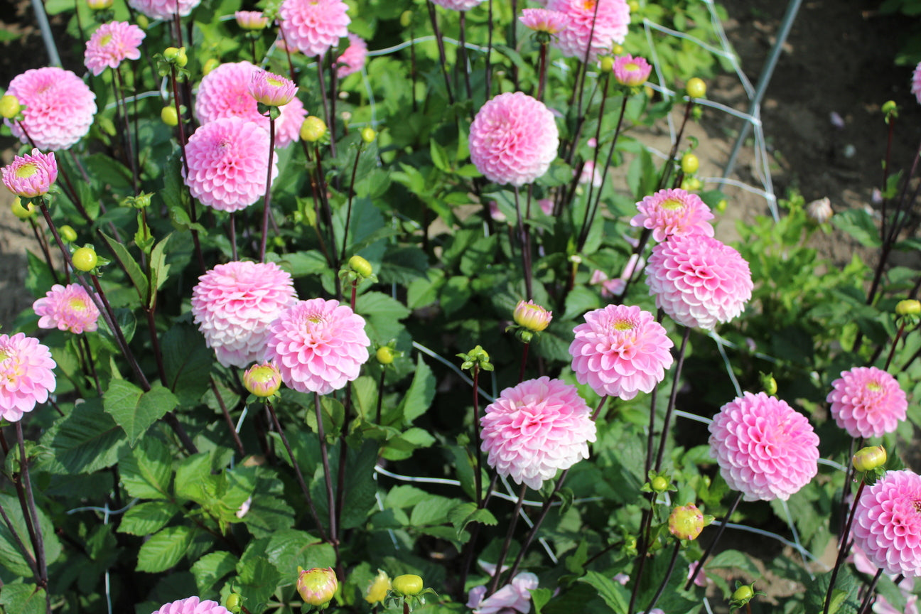 Dahlia 'Wizard of Oz'