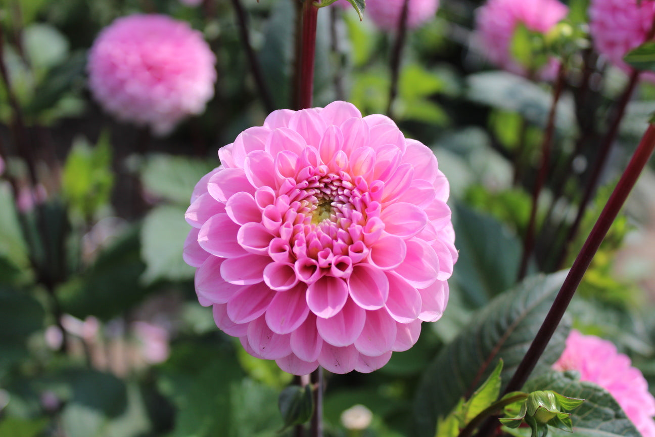 Dahlia 'Wizard of Oz'