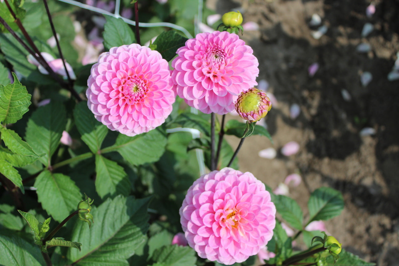 Dahlia 'Wizard of Oz'