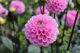 Dahlia 'Wizard of Oz'