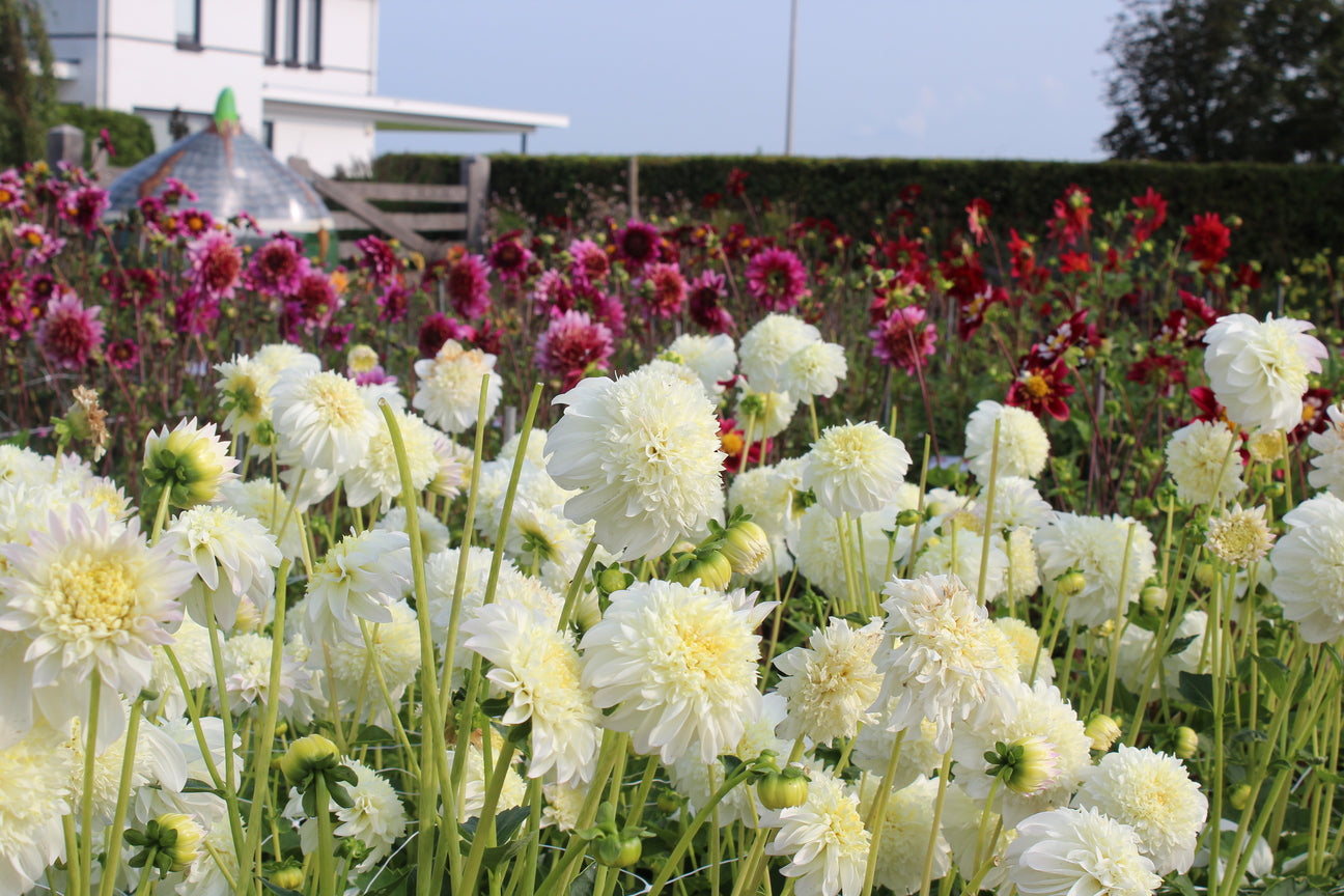 Dahlia 'Zahra'