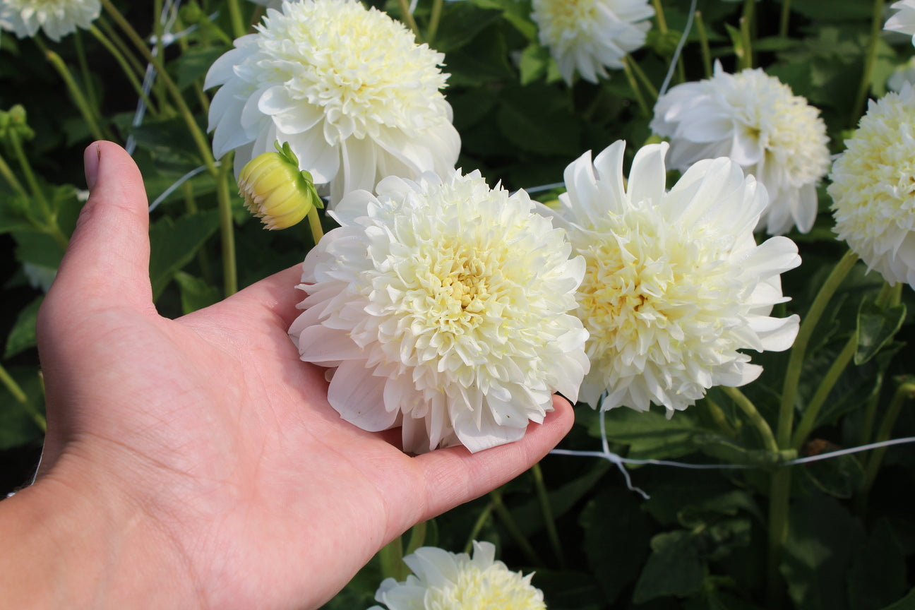 Dahlia 'Zahra'