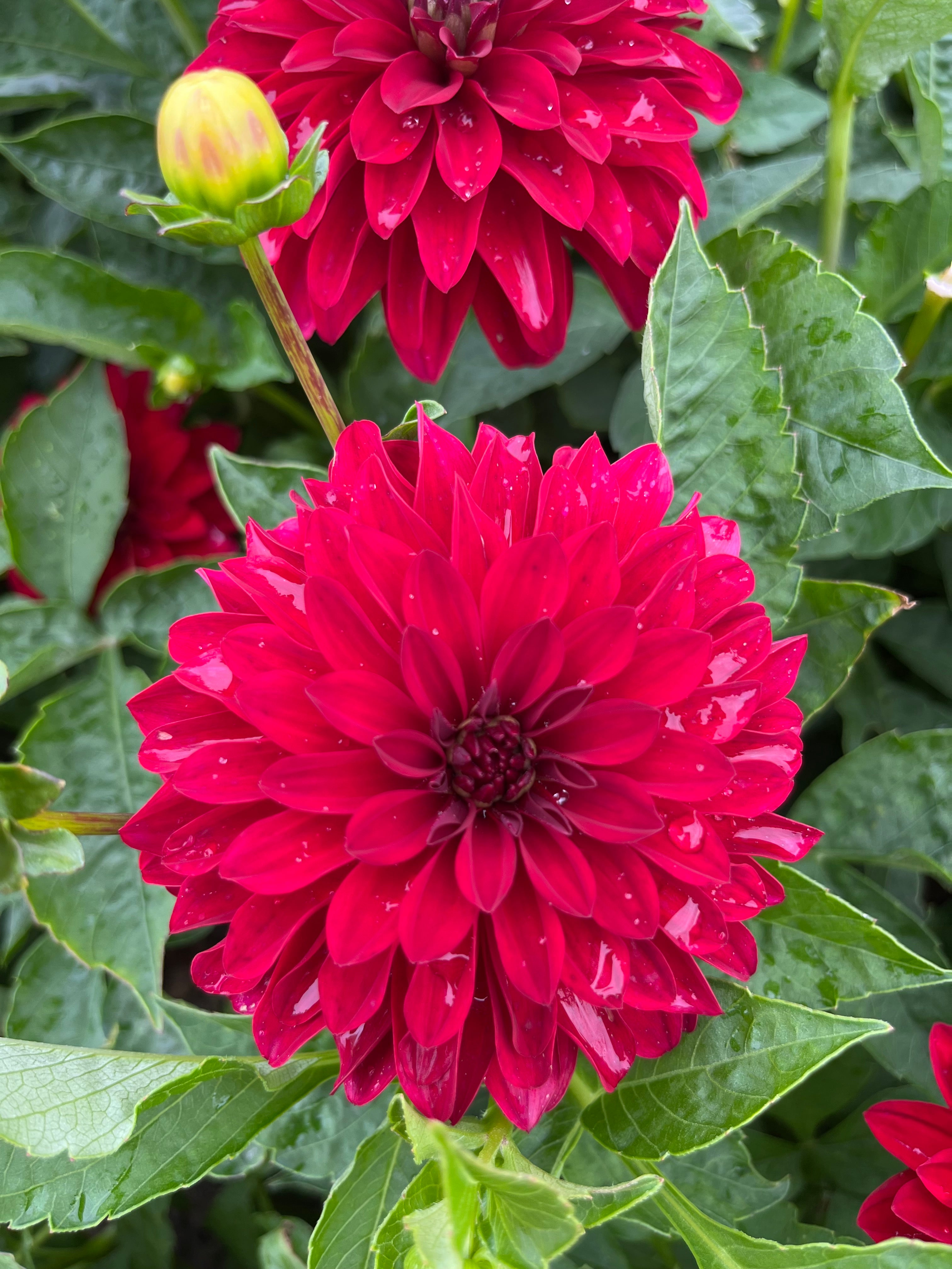 Dahlia 'Zorro'