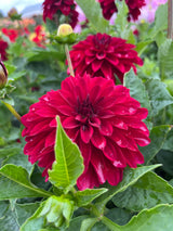 Dahlia 'Zorro'