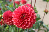 Dahlia 'Zundert Mystery Fox