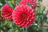 Dahlia 'Zundert Mystery Fox