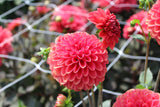 Dahlia 'Zundert Mystery Fox