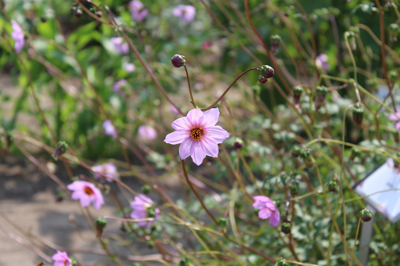 Dahlia merckii