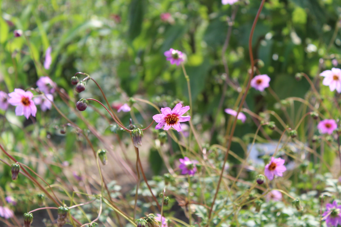 Dahlia merckii