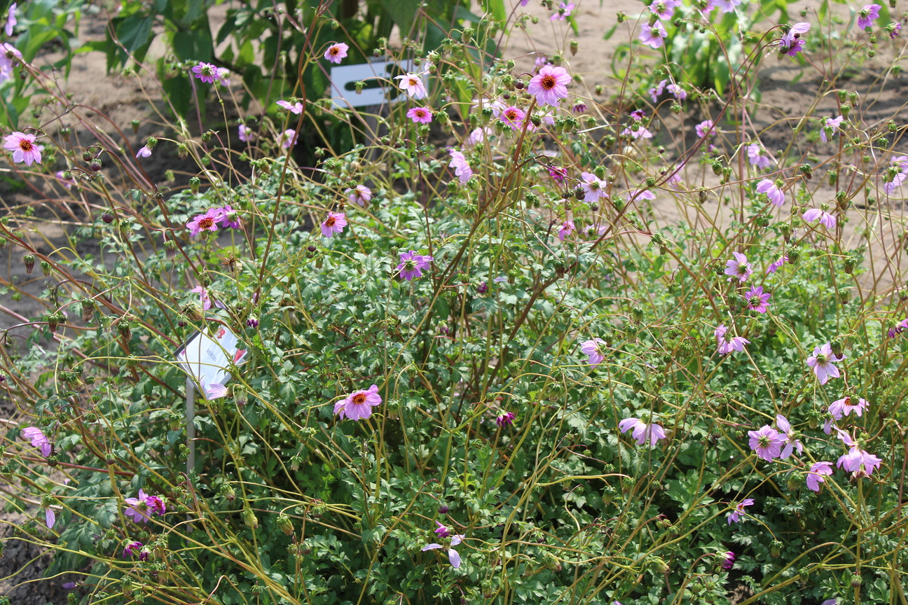 Dahlia merckii