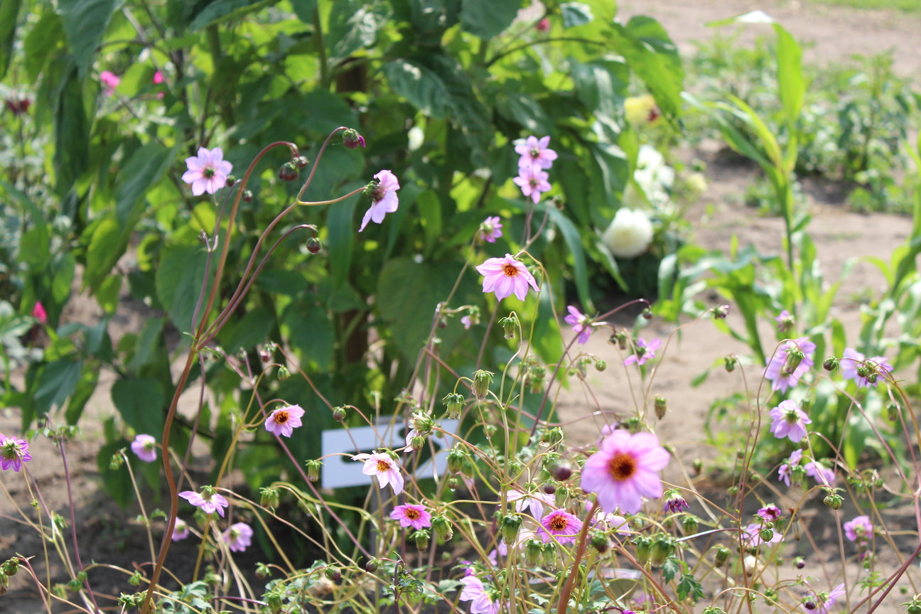 Dahlia merckii