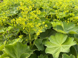 Alchemilla mollis