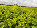 Alchemilla mollis