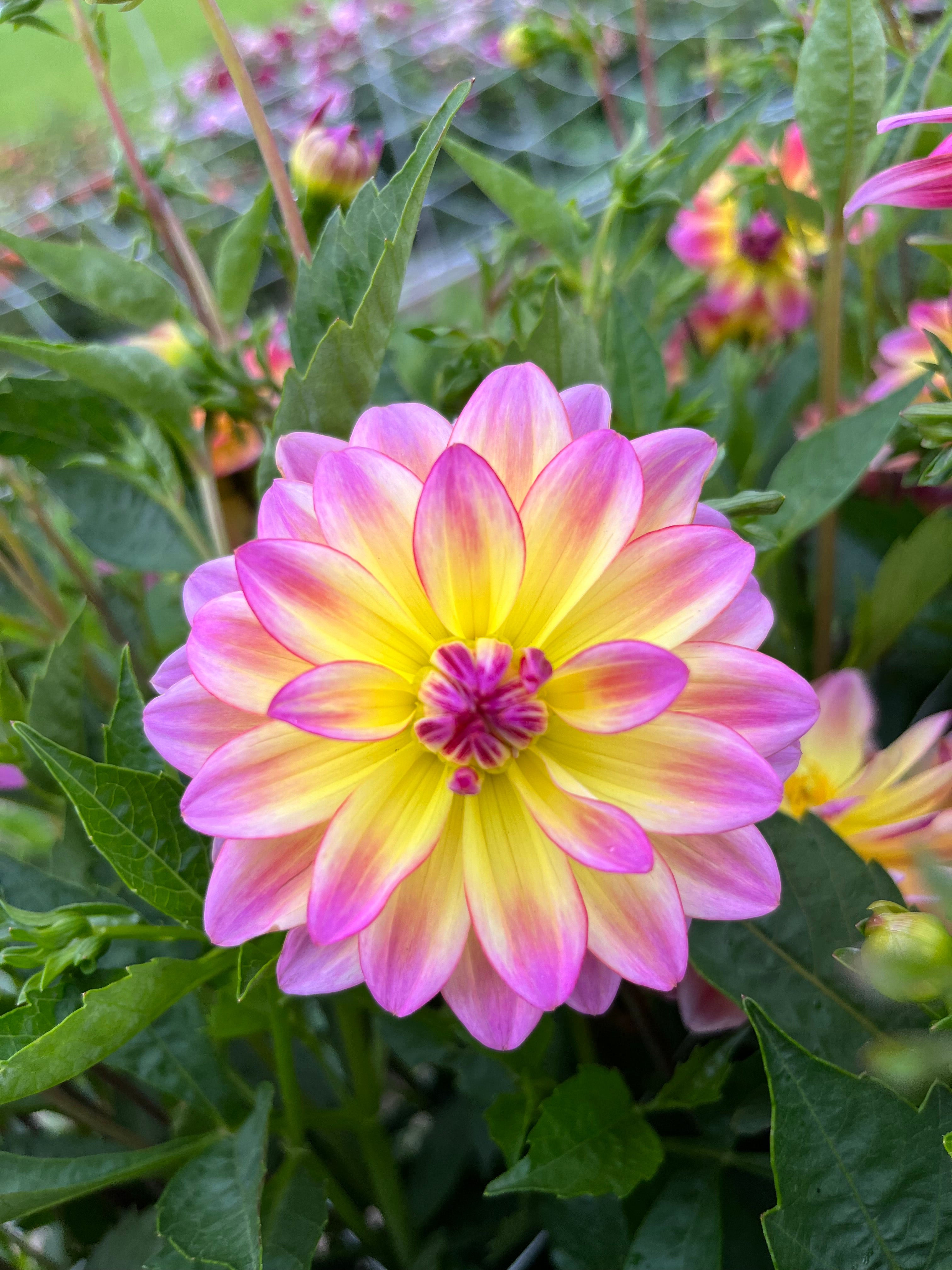 Dahlia 'Pacific Ocean'