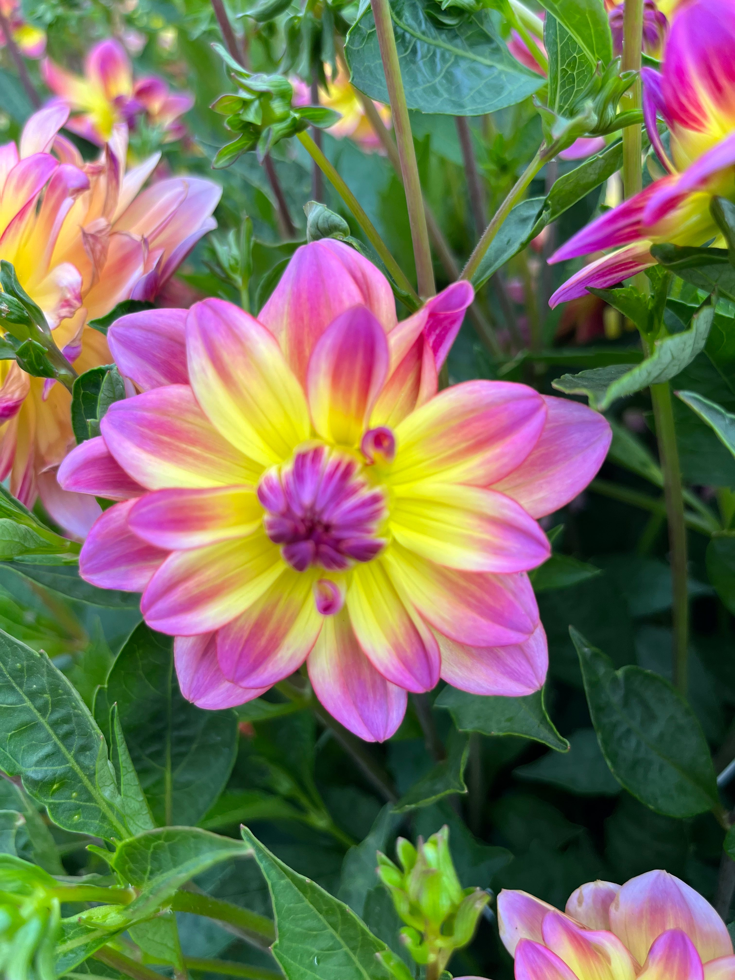 Dahlia 'Pacific Ocean'