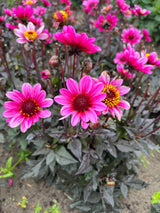 Dahlia 'Dark Angel Pretty Woman'